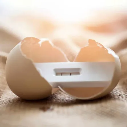 صورة تعبر عن تلقيح البويضة وحدوث الحمل