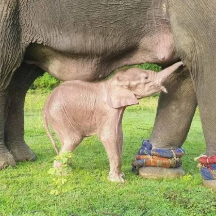 صورة الفيل الصغير يرضع