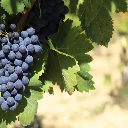 صورة لفاكهة العنب الأسود