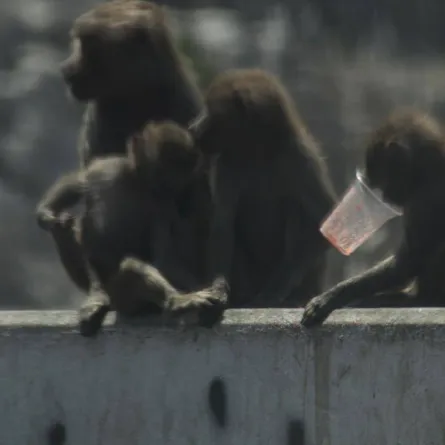 قرود البابون