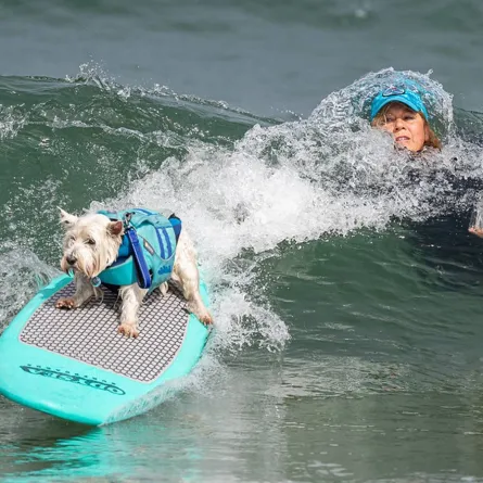 مشاهد طريفة من بطولة العالم لركوب الأمواج للكلاب