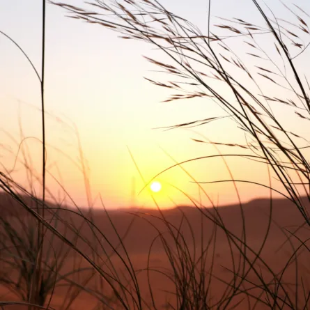 محمية الملك عبد العزيز