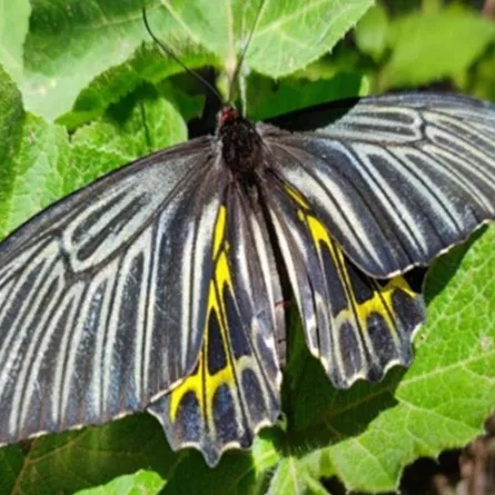 أجمل فراشة بالعالم