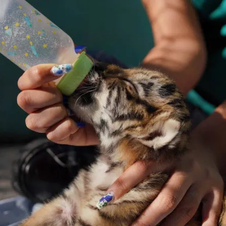 النمر الأندر