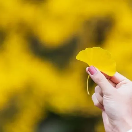 فوائد عشبة الجنكة للنساء