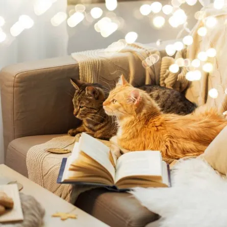 قطتان تستريحان على الأريكة