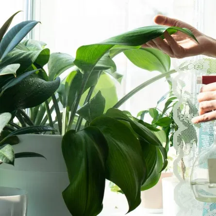 العناية بأوراق النباتات