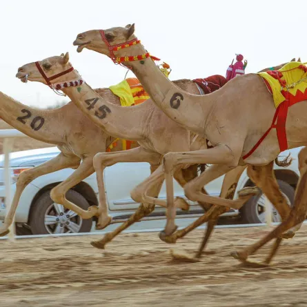 مهرجان ولي العهد للهجن. الصورة من العلاقات العامة