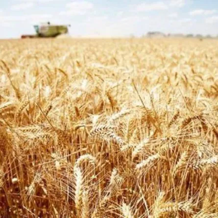 الحبوب تعلن صرف مستحقات الدفعة العاشرة  لمزارعي القمح المحلي