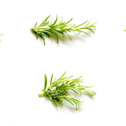 نبات إكليل الجبل