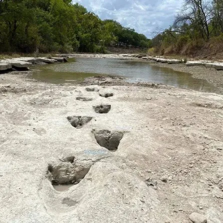 صورة آثار قدم ديناصور