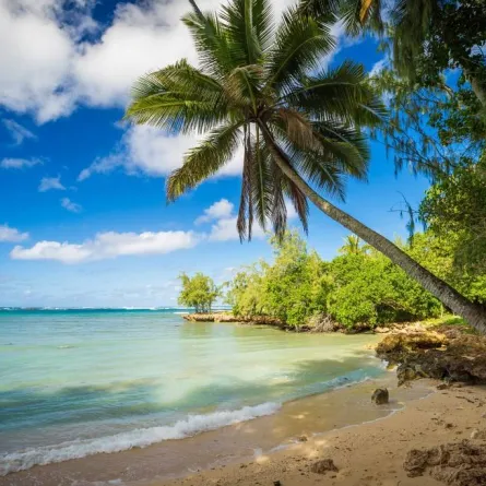 جزر «هاواي» الأبرز، هي: «ذا بيغ آيلاند» و«ماوي» و«أواهو» و«كاواي»