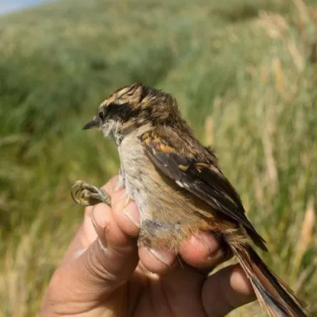 نوع جديد من الطيور