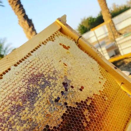 تظهر الصورة منحلة نورة الشمري