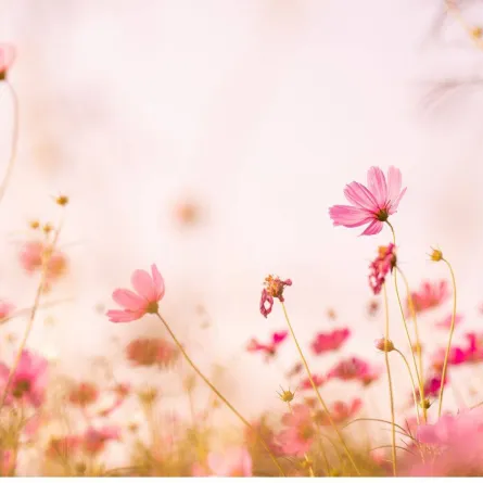 هدية قيمة من الزهور