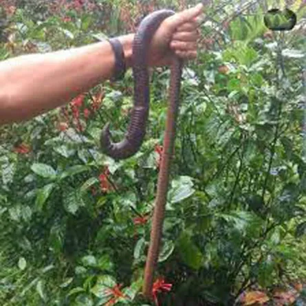 طفل يعثر على دودة أرض عملاقة في فناء منزلهم