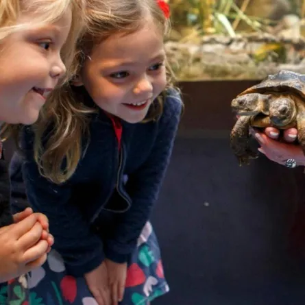 سلحفاة برأسين