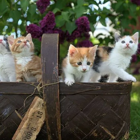 القطط الكثيرة