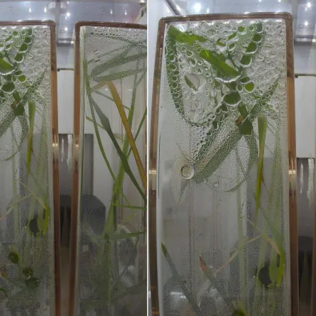 زراعة الأرز فى الفضاء