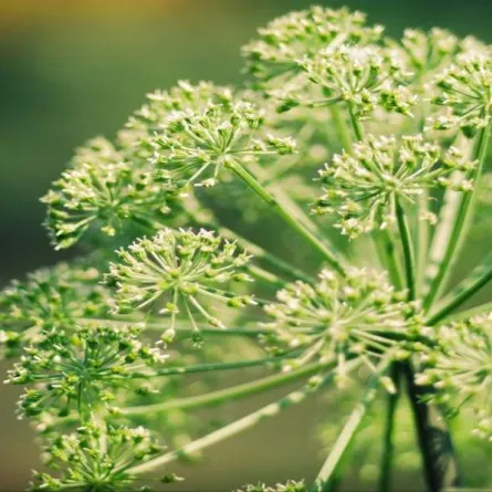 فوائد عشبة الملاك