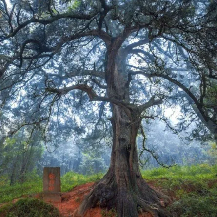 أشجار صينية قديمة