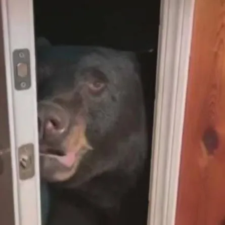 دب "مهذّب" يفتح باب منزل سيدة قبل أن يغلقه فور طلبها ذلك منه