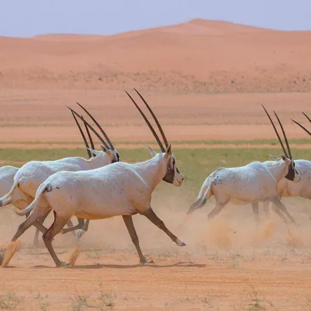 محميات طبيعية