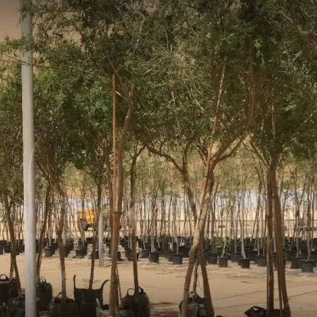 حلول 2030.. مشتل البحر الأحمر الأكبر في الشرق الأوسط بـ 25 مليون شتلة