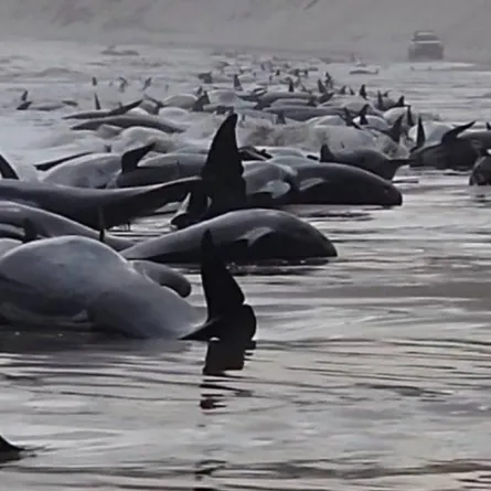 جنوح 230 حوتاً طياراً إلى شواطئ أسترالياً