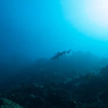 يعثر على قرش بابتسامة إنسان