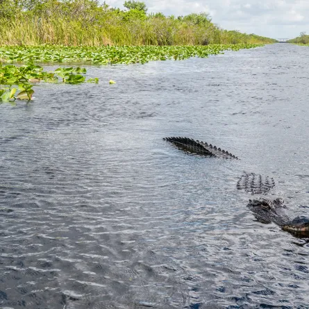 صياد يمسك بتمساح أسطوري يبلغ ارتفاعه 15 قدمًا