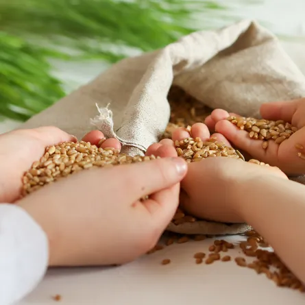 فوائد القمح للأطفال