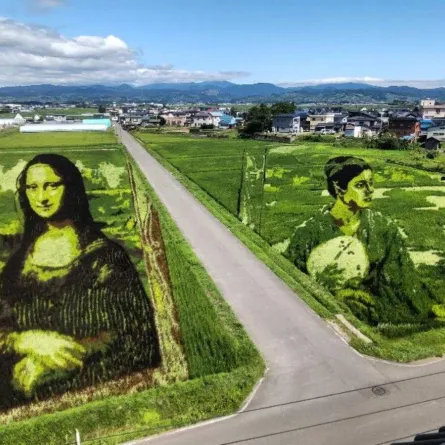 فن حقول الأرز  في اليابان