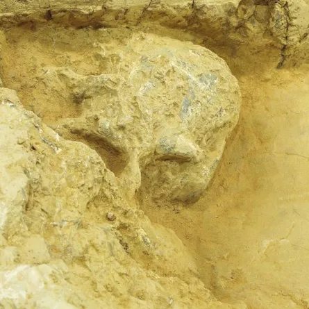 العثور على جمجمة بشرية تعود إلى ما قبل مليون سنة