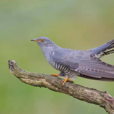 طائر الواق واق