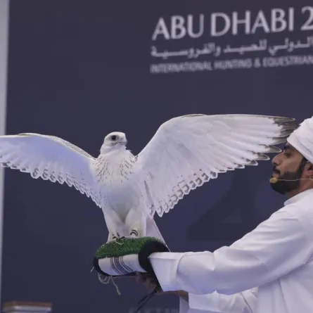 بقيمة مليون و10 آلاف درهم.. بيع أغلى صقر في تاريخ معرض أبوظبي الدولي للصيد والفروسية - الصورة من وام