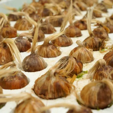 البيئة تُعلن عن مضاعفة إنتاج الزعفران بعد نجاح زراعته بالبيوت المحمية بالمملكة