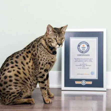 أطول قط في العالم