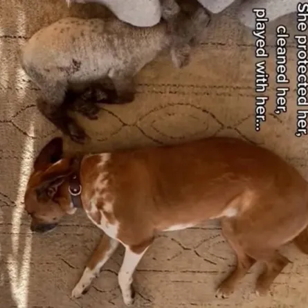 كلبة تبنت حملاً صغيراً بعد رفض أمه له