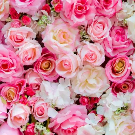 الورد البلدي