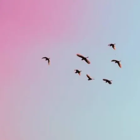 الطيور المهاجرة