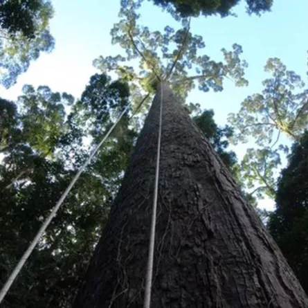 اكتشاف أطول شجرة في العالم