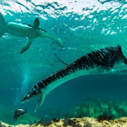 البليزيوصورات بتميزها وضآلة حجم جماجمها واستطالة أعناقها ونحالة أجسادها المسطحة