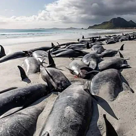 نفوق الحيتان