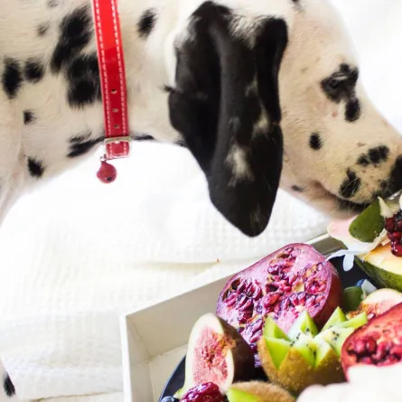 مطعم يقدم أكل للكلاب