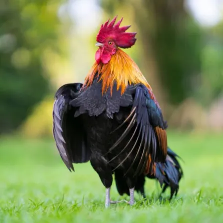 حبس ديك في حجرة عازلة للصوت