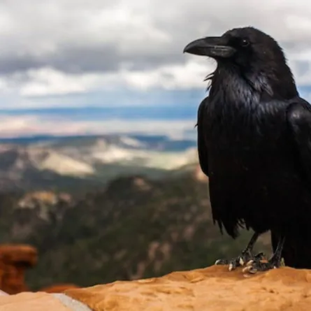 رؤية الغراب