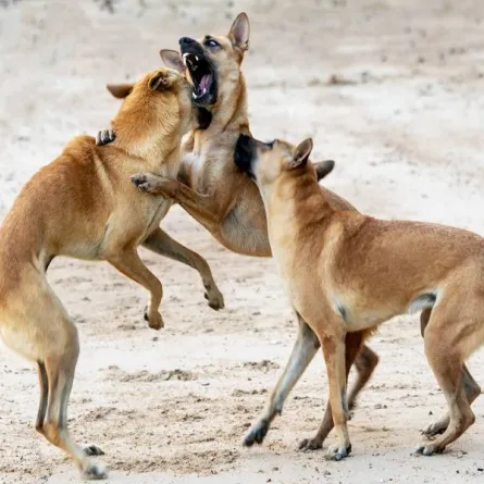 أعراض عضة الكلاب المسعورة