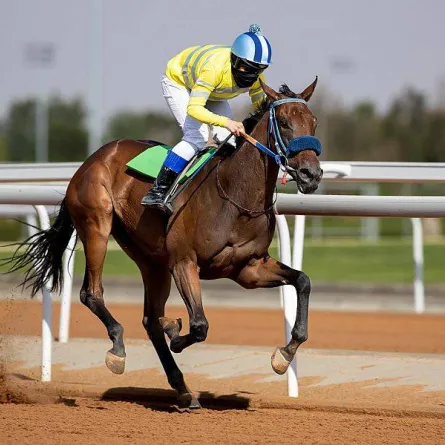 سباقات الخيل