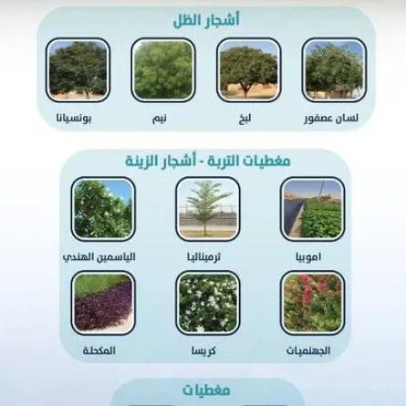 اعتماد أشجار ستغرس لأول مرة بحاضرة الدمام. الصورة من تويتر أمانة المنطقة الشرقية